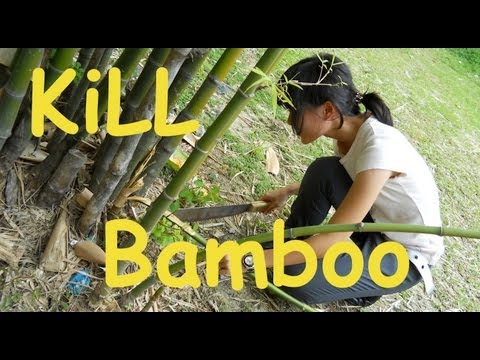 How To Get Rid Of White Flies In Grow Room How To Get Rid Of White Flies In Grow Room