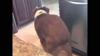 Du Du Du Dog