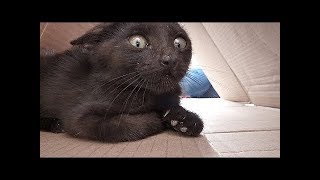 Funny Dogs and Cats Doing Funny Things 2018