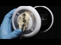 Asmr 3dio Ear Sculpting Sanding Brushing And Painting Your Ears Asmr 3dio Ear Sculpting Sanding Brushing And Painting Your Ears