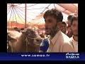 Toola Baaz Student At Cow Mandi Karachi 2012 images Toola Baaz Student At Cow Mandi Karachi 2012