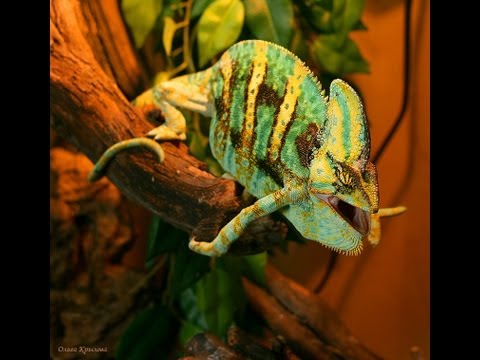 Как кормить хамелеона в домашних условиях Как кормить хамелеона в домашних условиях