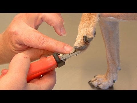 When to clip dog nails