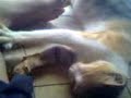 Kucing Pijat images Kucing Pijat