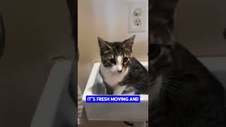 My Cat Climbed Onto Bathroom Sink