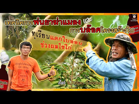เทคนิคการพ่นยาฆ่าแมลง และ บล็อคโครงสร้างใบกับทุเรียนที่แตกใบอ่อนในระยะผลไข่ไก่ สไตล์ อ.Kosan Sanchai