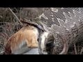 WORLD'S BIGGEST and HUNGRIEST SNAKES (eating crocodiles, kangaroos, steenboks and more).