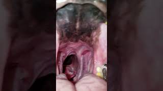 Gshep Gullet 2