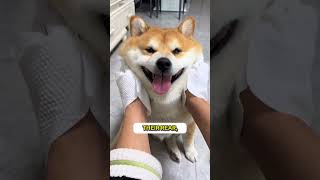 Clean Way To Rub Your Dogs
