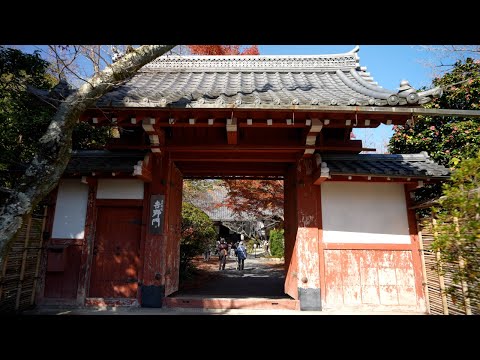 京都 常照寺 紅葉(4K) カエデ・エリシア京都 caede|L’ELISIR KYOTO[Jyoshoji, Kyoto Red Leaves]
