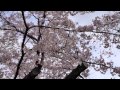 比治山公園 桜が満開へ