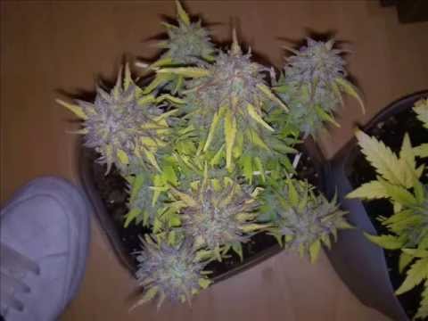 VIDEO CULTIVO MARIJUANA video cultivo marijuana: