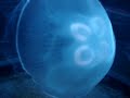 Jellyfish at the New York Aquarium Video #2