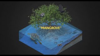 The Murky Mangrove Threats And Interventions At The Kenyan Coast