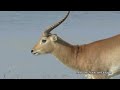 wildlife