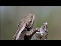 Life in Cold Blood ep. 3: Dragons of the Dry pt. 1/4 [nature documentary David Attenborough]