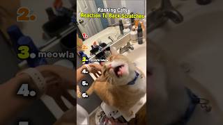 Ranking Cats Reaction To Back Scratches