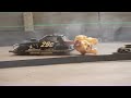 Two RC Stockcars go up in smoke 30 seconds before end of five minute feature race!