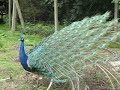 Peacock / Tavus Kuşu