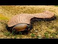 13 Scariest Prehistoric Animals