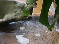 Phyllomedusa bicolor (Giant Waxy Monkey Frog) Tadpoles Hatching