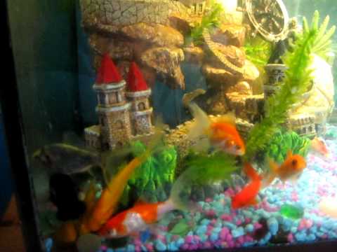 cool goldfish tank. Our Goldfish tank, after we