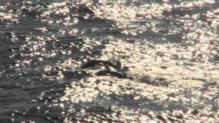Gulf of Mexico oil spill disaster deep sea coral Video News Release.mov