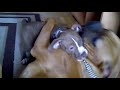 Pelea boxer vs pitbull a muerte - youtube