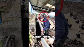 Pria Ini Harus Pisahkan Domba Besar Dan Anak-Anaknya Tanpa Salah Sekalipun