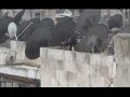 انزال علم النظام البعثي و رفع العلم الكردي في حلب