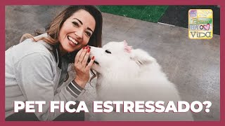Como diminuir o estresse dos cães?