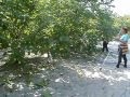 ΤΙΝΑΓΜΑ ΚΑΡΥΔΙΑΣ ΤΡΙΚΑΛΑ 6937327107
