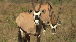 South Africa Oryx Or Gemsbok