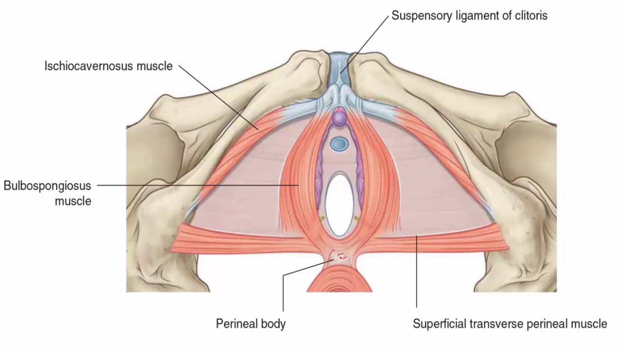 Clitoris sans capuchon