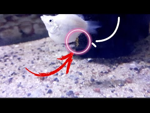 WHITE BALLON MOLLY FISH GIVING BIRTH OF UNFERTILIZED EGG|FISHKEPPER|atebhebs