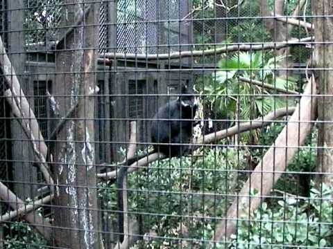 よこはま動物園ズーラシア　ダスキールトン