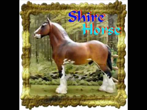 Shire Horse - A Dream Becomes