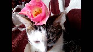 Candy Katze Hat Blume Auf Den Kopf