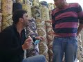 جنون الشعب الحلبي مع ضرب الابرة