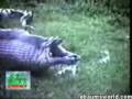 anaconda se come a hipopotamo