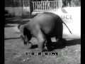 Storie di animali.