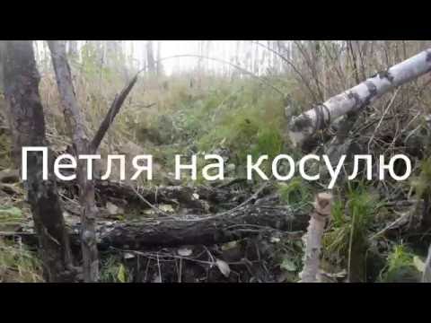 Петля на косулю Петля на косулю