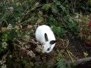 Lost Bunny 2