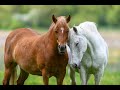 Horses mating - ZAPPING SAUVAGE
