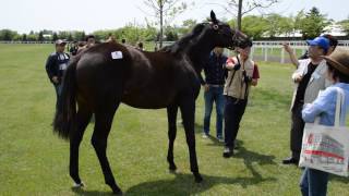 インランジェリーの15　2016年度募集馬 【社台ファーム】 北海道ツアー