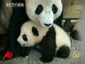 Title:Raw Video: Pandas Surviving Earthquake on Show Description:Panda cubs born after the devastating Chinese earthquake appear to be healthy. The mother had to be evacuated from the Wolong National Nature Reserve. Cubs Pingping and Anan were the only panda twins born in the world in 2008. (Oct. 28)