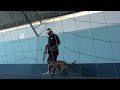 Puppy Training from Brazil seminar. (Part 1)
