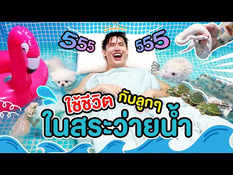ใช้ชีวิตในสระว่ายน้ำ ใช้ชีวิตในสระว่ายน้ำ ใช้ชีวิตในสระว่ายน้ำ (เอาสัตว์เลี้ยงในสตูลงมาว่ายน้ำด้วย)