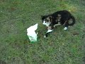 Видео cat ...My favorite milk..avi