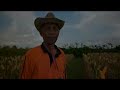 image Bertani Jagung Dengan Pola Hcs Hasil Lebih Banyak Biaya Lebih Irit